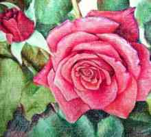 Як намалювати троянду олівцем поетапно