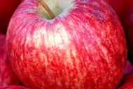 Як намалювати яблуко аквареллю