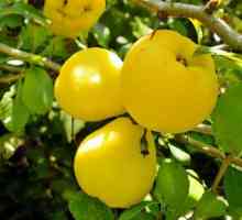 Айва - ароматний і корисний фрукт
