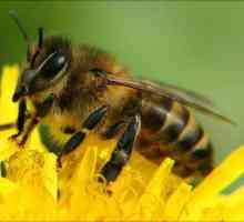 Чим небезпечний укус бджоли