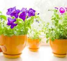 Чим підгодувати домашні квіти