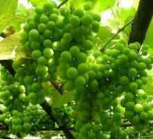 Чим корисний зелений виноград