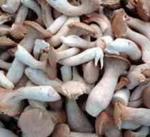 Чим корисні гриби