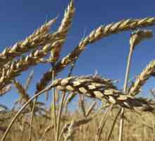 Що роблять з пшениці