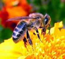 Що робити, якщо вкусила бджола в обличчя