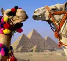 Що привезти з єгипту