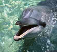 Де можна поплавати з дельфінами в москві