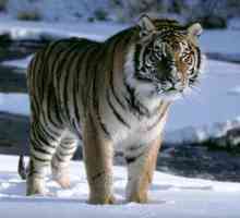 Амурський тигр: які небезпеки йому загрожують?