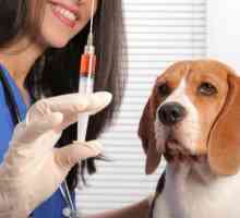 "Имунофан" для собак: інструкція