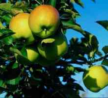 Яблука і їх користь в схудненні