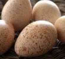 Яйця яких пернатих можна використовувати в кулінарії