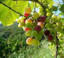 Як боротися з хворобами винограду