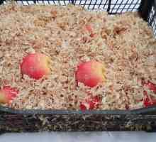 Як зберігати яблука пізніх сортів