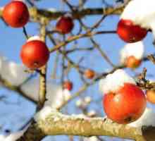 Як зберігати яблука взимку