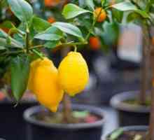 Як і коли робити щеплення лимонне дерево