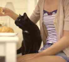 Як годувати домашніх кішок