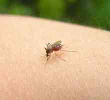 Як лікувати алергію на укуси комарів