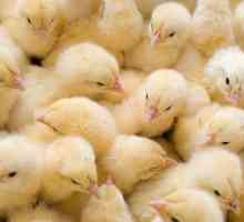 Як лікувати діарею у курчат