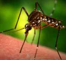 Як лікувати сильний укус комара