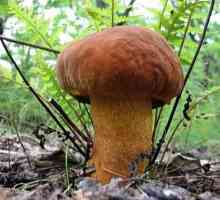 Як можна заготовити осінні гриби