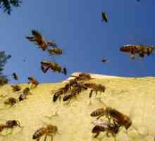 Як почати бджільництво