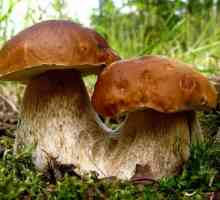 Як знайти в лісі гриби