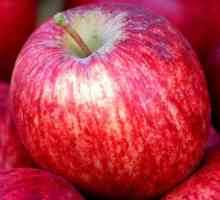 Як намалювати яблуко аквареллю