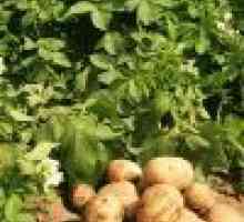 Як потрібно вирощувати картоплю