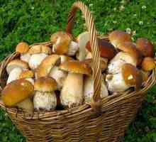 Як відрізнити їстівні гриби від отруйних