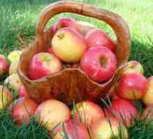 Як відібрати яблука на зберігання