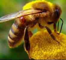 Як бджоли роблять віск