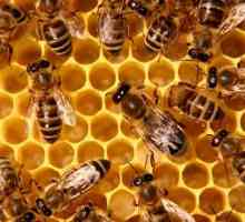 Чим оса відрізняється від бджоли