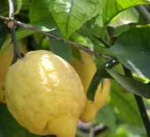 Як пересадити лимон