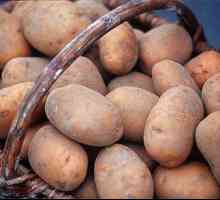 Як підібрати ранні сорти картоплі