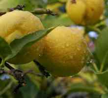 Як посадити держак лимона