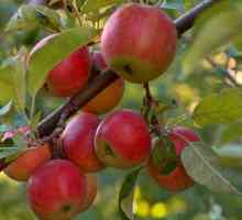 Як посадити яблуню навесні