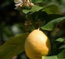 Як посадити лимон