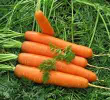 Як посадити морква на насіння