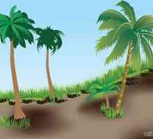 Як посадити пальму