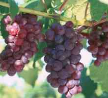 Як посадити виноградник
