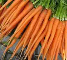 Як посіяти моркву