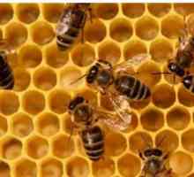 Як поставити пастку на бджіл
