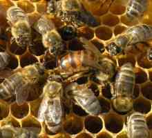 Як побудувати бджоляник