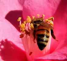 Як підвищити імунітет за допомогою бджолиного пилку?