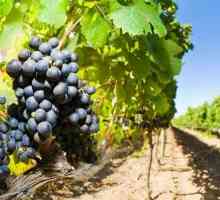 Як правильно доглядати за виноградом