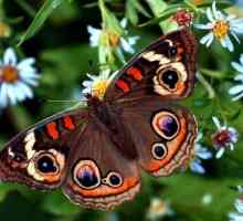 Як залучити в сад метеликів: оформлення строкатою клумби