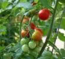 Як просто виростити помідори черрі на підвіконні
