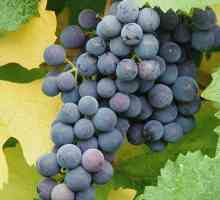 Як розсадити виноград
