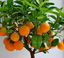 Як росте апельсин