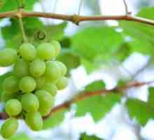 Як росте виноград